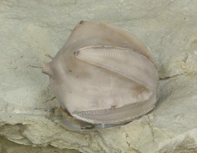 Large Blastoid (Pentremites) Fossil - Illinois #42815